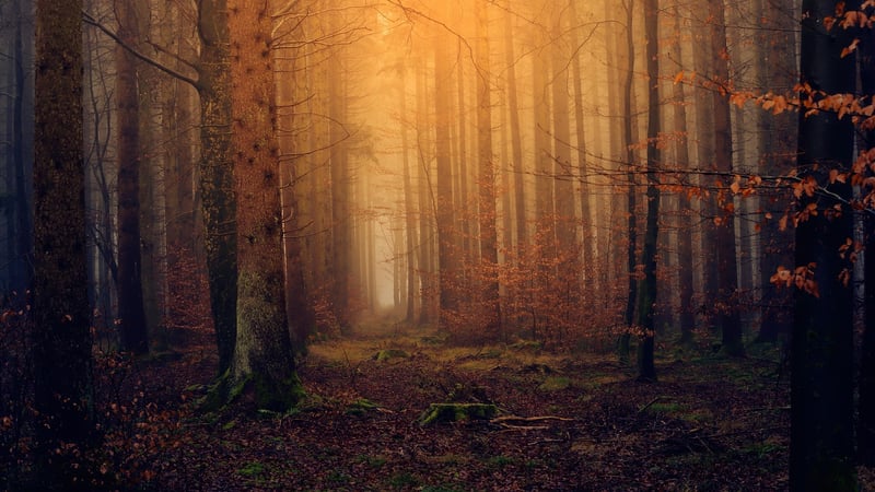 Magical Woodland Locations