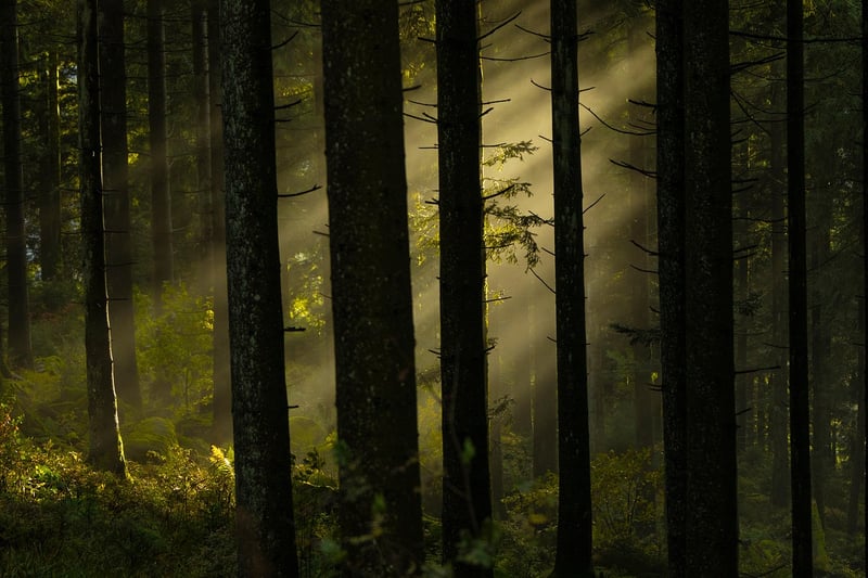 Enchanted Woods